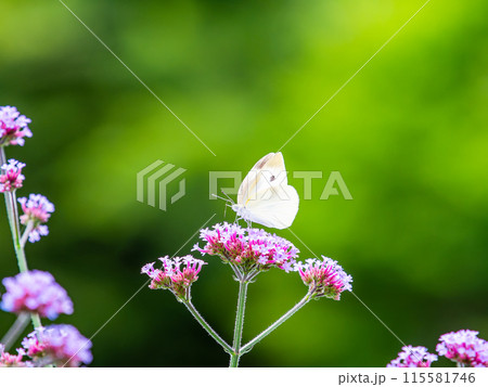 初夏の景色　小さなピンクの花にとまるモンシロチョウ 115581746