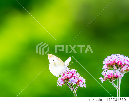 初夏の景色　小さなピンクの花にとまるモンシロチョウ 115581750