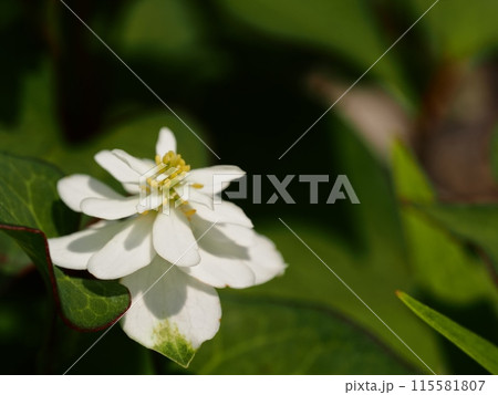 八重咲きのドクダミの花 115581807