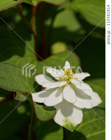 八重咲きのドクダミの花 115581814