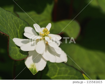 八重咲きのドクダミの花 115581815