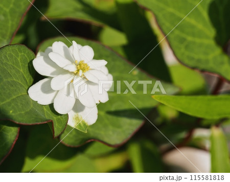 八重咲きのドクダミの花 115581818