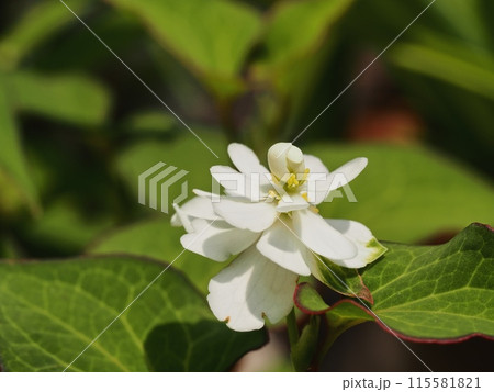 八重咲きのドクダミの花 115581821