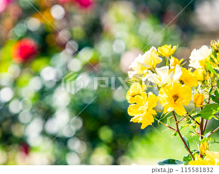 美しい初夏の景色　匂い立つような美しさの満開の春バラ 115581832