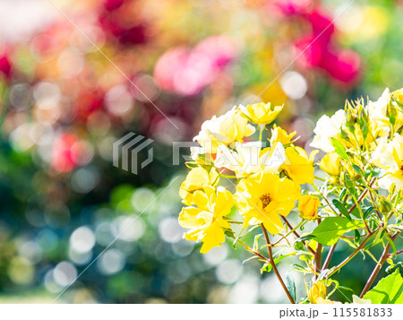 美しい初夏の景色　匂い立つような美しさの満開の春バラ 115581833