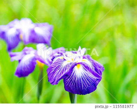 爽やかな初夏の景色　カラフルで華やかな満開の花菖蒲 115581977