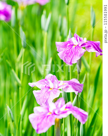 爽やかな初夏の景色 カラフルで華やかな満開の花菖蒲 爽やかな初夏の景色 カラフルで華やかな満開の花菖蒲 115581991