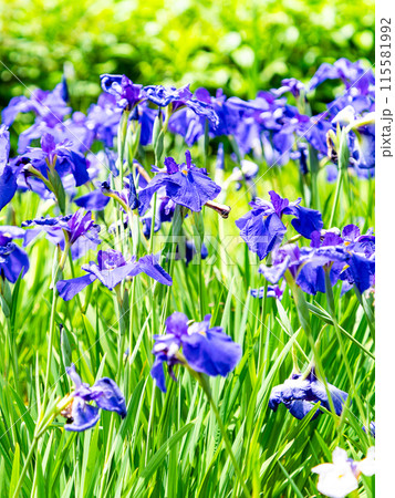 爽やかな初夏の景色　カラフルで華やかな満開の花菖蒲 115581992