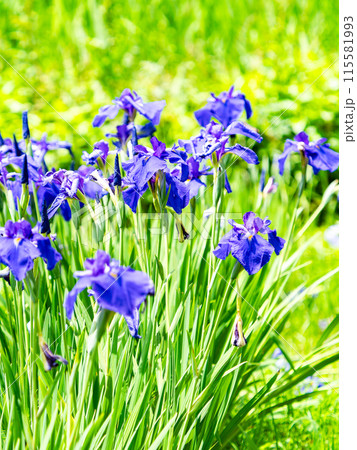 爽やかな初夏の景色 カラフルで華やかな満開の花菖蒲 爽やかな初夏の景色 カラフルで華やかな満開の花菖蒲 115581993