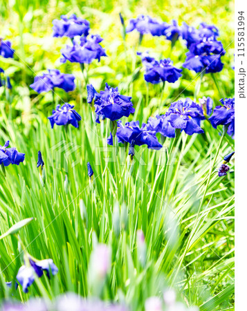 爽やかな初夏の景色 カラフルで華やかな満開の花菖蒲 爽やかな初夏の景色 カラフルで華やかな満開の花菖蒲 115581994