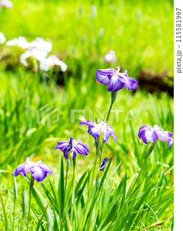 爽やかな初夏の景色　カラフルで華やかな満開の花菖蒲 115581997