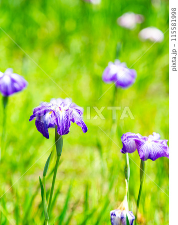 爽やかな初夏の景色　カラフルで華やかな満開の花菖蒲 115581998