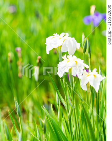 爽やかな初夏の景色　カラフルで華やかな満開の花菖蒲 115582000