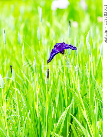 爽やかな初夏の景色 カラフルで華やかな満開の花菖蒲 爽やかな初夏の景色 カラフルで華やかな満開の花菖蒲 115582011