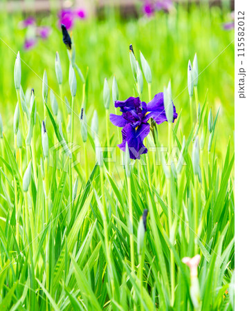 爽やかな初夏の景色　カラフルで華やかな満開の花菖蒲 115582012