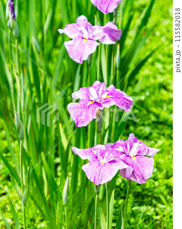 爽やかな初夏の景色　カラフルで華やかな満開の花菖蒲 115582018