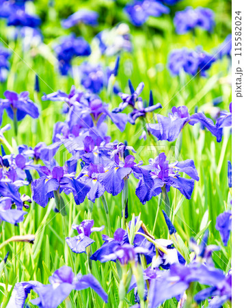 爽やかな初夏の景色　カラフルで華やかな満開の花菖蒲 115582024