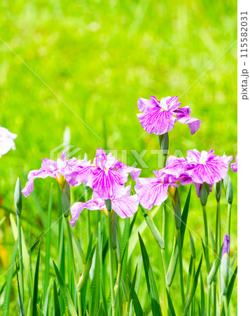 爽やかな初夏の景色 カラフルで華やかな満開の花菖蒲 爽やかな初夏の景色 カラフルで華やかな満開の花菖蒲 115582031
