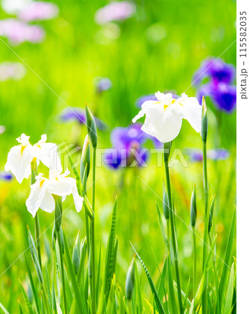 爽やかな初夏の景色　カラフルで華やかな満開の花菖蒲 115582035