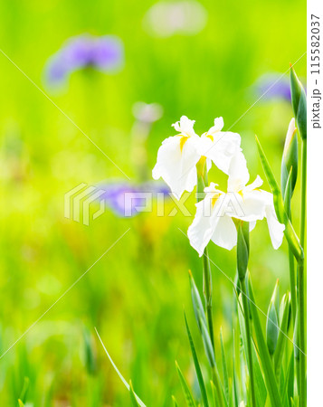 爽やかな初夏の景色　カラフルで華やかな満開の花菖蒲 115582037