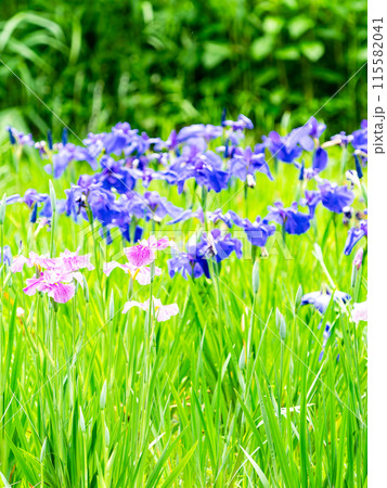爽やかな初夏の景色　カラフルで華やかな満開の花菖蒲 115582041
