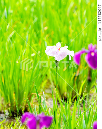 爽やかな初夏の景色 カラフルで華やかな満開の花菖蒲 爽やかな初夏の景色 カラフルで華やかな満開の花菖蒲 115582047