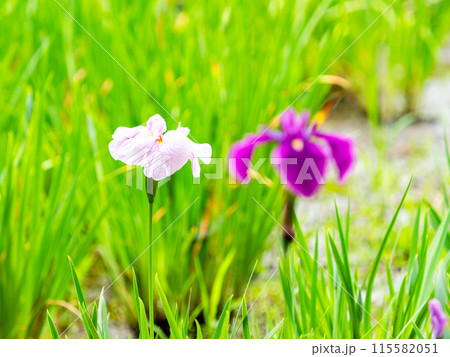 爽やかな初夏の景色　カラフルで華やかな満開の花菖蒲 115582051