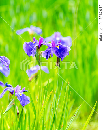 爽やかな初夏の景色　カラフルで華やかな満開の花菖蒲 115582053