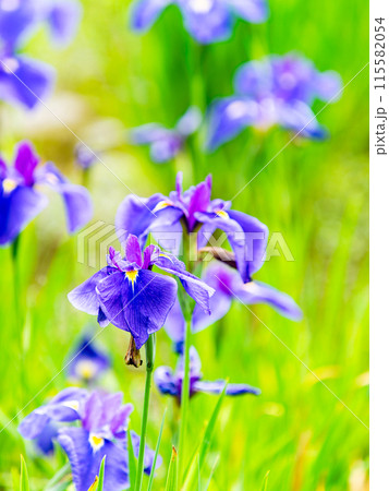 爽やかな初夏の景色 カラフルで華やかな満開の花菖蒲 爽やかな初夏の景色 カラフルで華やかな満開の花菖蒲 115582054