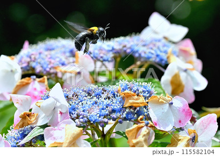 アジサイの花の上で飛ぶうクマバチ 115582104