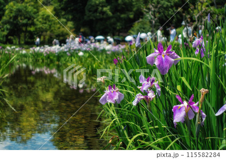 大阪、城北菖蒲園の花菖蒲 大阪、城北菖蒲園の花菖蒲 115582284