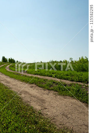 Countryside landscape. Dirt road in the fields. 115582295