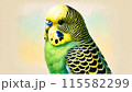 水彩画風なセキセイインコ 115582299