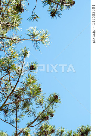 Pine tree against summery blue sky. Pine tree against summery blue sky. 115582301