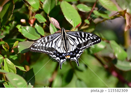 ナミアゲハ 115582309