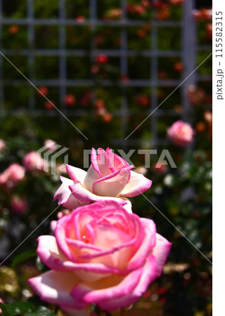 薔薇の花 115582315