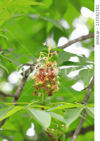 花の後にできた栃の木（トチノキ）の果実 115582381