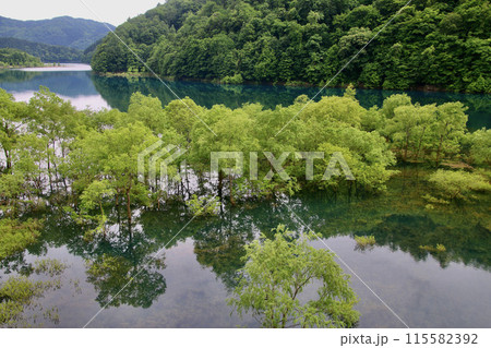 秋扇湖の水没林（秋田県・仙北市） 115582392