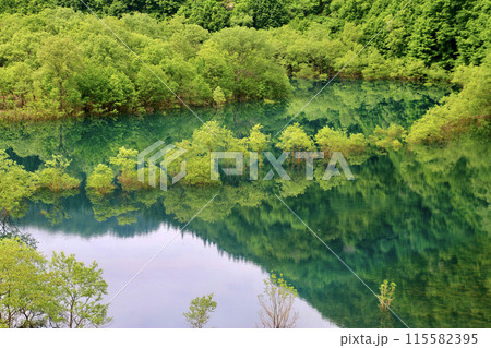 秋扇湖の水没林（秋田県・仙北市） 115582395
