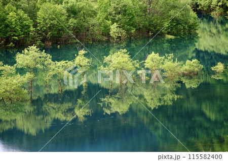 秋扇湖の水没林（秋田県・仙北市） 115582400