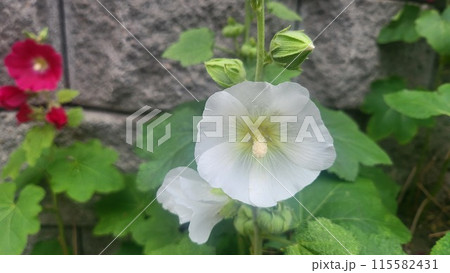 hollyhock 115582431