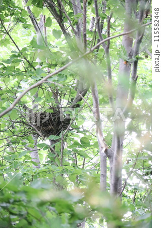 新緑の中に鳥の巣がある 115582448