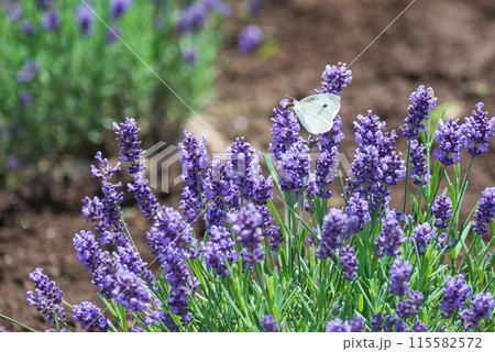ラベンダー畑で蜜を吸うモンシロチョウ ラベンダー畑で蜜を吸うモンシロチョウ 115582572