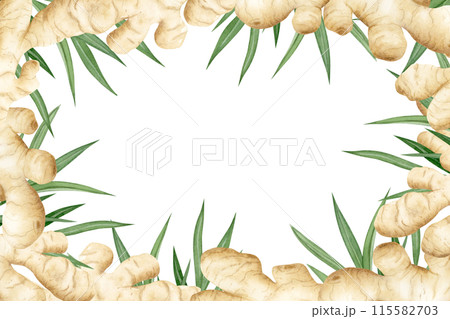 Watercolor ginger roots and plant leaves horizontal frame illustration isolated on white background in pastel beige colors for label designs. Horseradish spicy vegetable template with copy space Watercolor ginger roots and plant leaves horizontal frame illustration isolated on white background in pastel beige colors for label designs. Horseradish spicy vegetable template with copy space 115582703