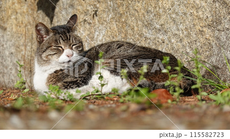 のらねこ 115582723