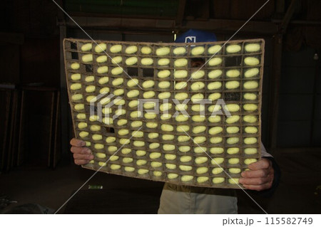 回転まぶしの枠の中に入った珍しい黄色い繭を検査する養蚕農家の男性 115582749