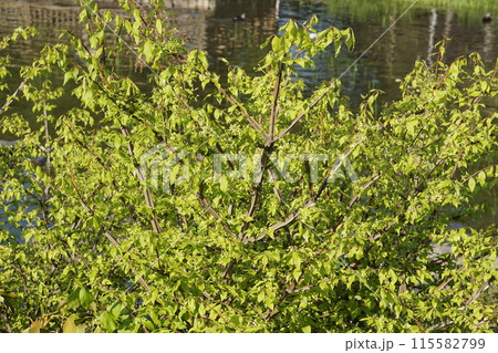 ニシキギの花 115582799