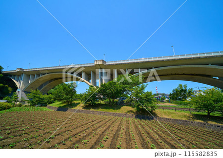 東京都稲城市若葉台の上谷戸大橋(かさやとおおはし)を公園から仰ぎ見る 東京都稲城市若葉台の上谷戸大橋(かさやとおおはし)を公園から仰ぎ見る 115582835