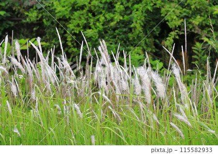 群生する茅萱（チガヤ）の花穂 115582933