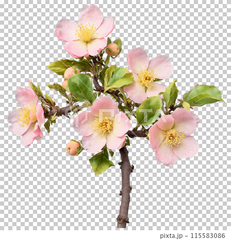 Quince Tree pale pink flowers and fuzzy yellow fruits on the branches Cydonia oblonga Final 115583086
